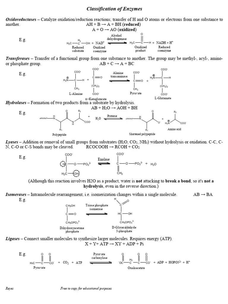 Let's Be Real About Enzymes: What they are and how they actually work